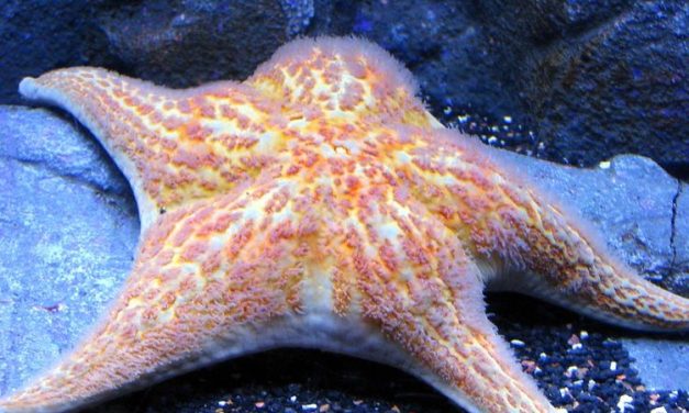 Bintang Laut Tantang Aturan Keanekaragaman Hayati