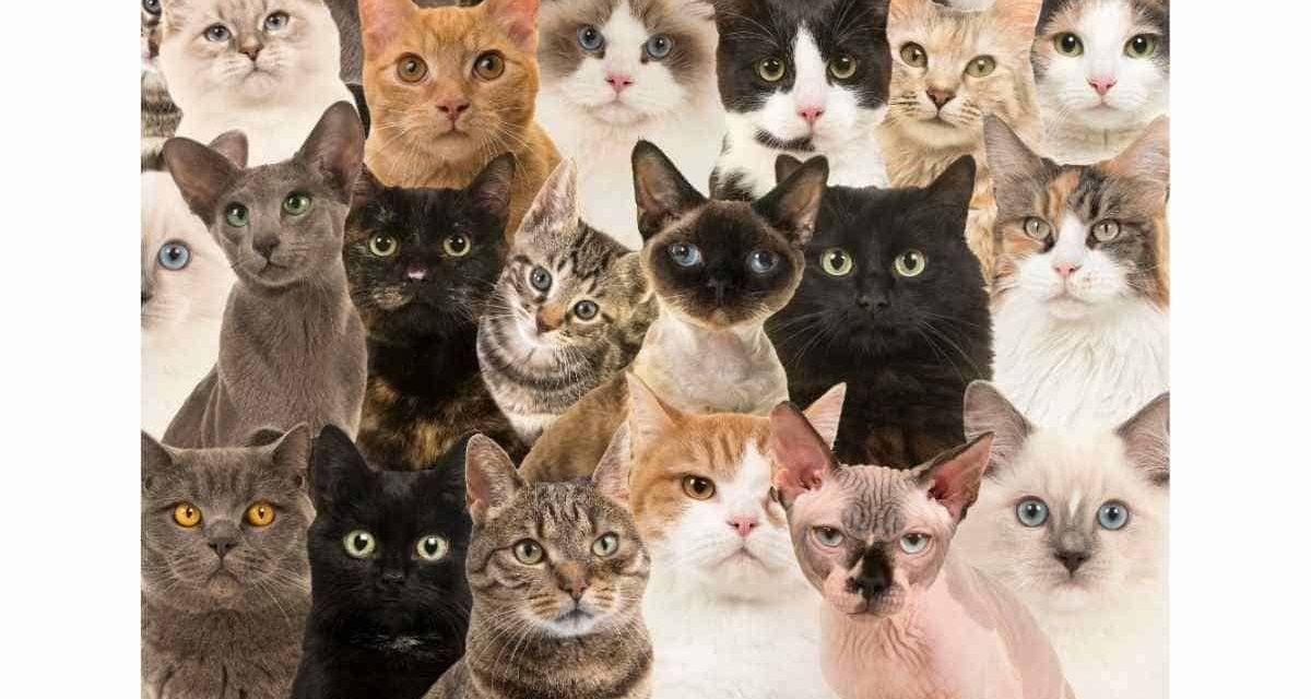 Jenis Kucing Yang Populer Sebagai Hewan Peliharaan