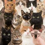 Jenis Kucing Yang Populer Sebagai Hewan Peliharaan