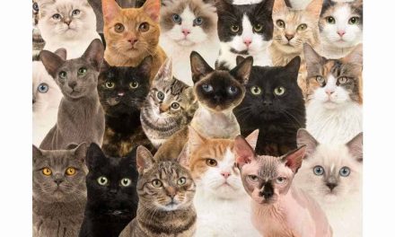 Jenis Kucing Yang Populer Sebagai Hewan Peliharaan