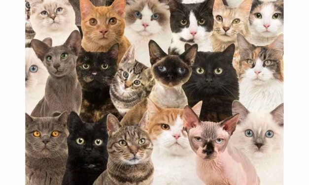 Jenis Kucing Yang Populer Sebagai Hewan Peliharaan