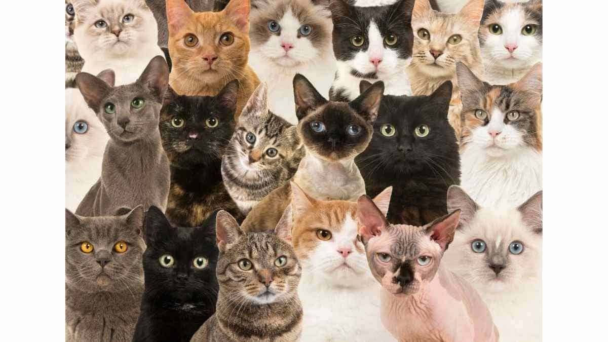 Jenis Kucing Yang Populer Sebagai Hewan Peliharaan