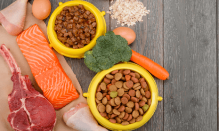 Makanan Dan Nutrisi Yang Tepat Untuk Kucing Peliharaan