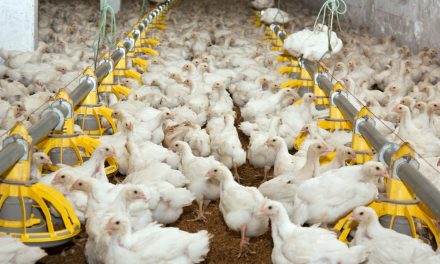 Peluang Bisnis Ternak Ayam: Untung Besar di Pasar Lokal
