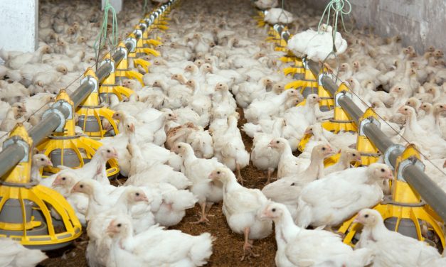 Peluang Bisnis Ternak Ayam: Untung Besar di Pasar Lokal