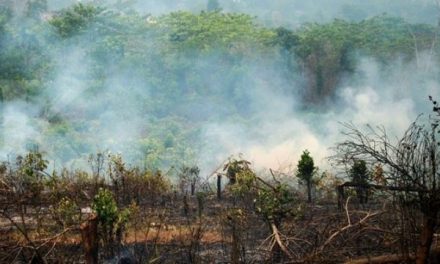 Strategi Efektif Dalam Konservasi Hutan Di Era Perubahan Iklim