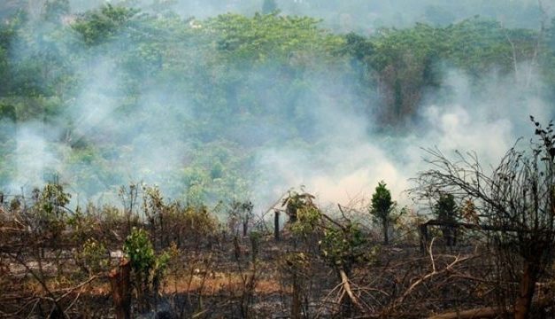 Strategi Efektif Dalam Konservasi Hutan Di Era Perubahan Iklim