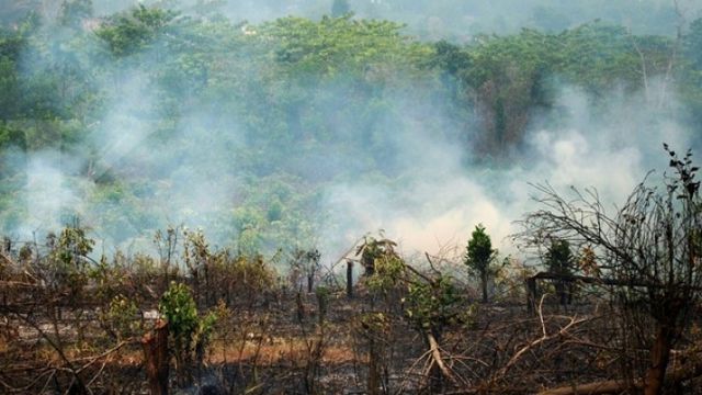 Strategi Efektif Dalam Konservasi Hutan Di Era Perubahan Iklim