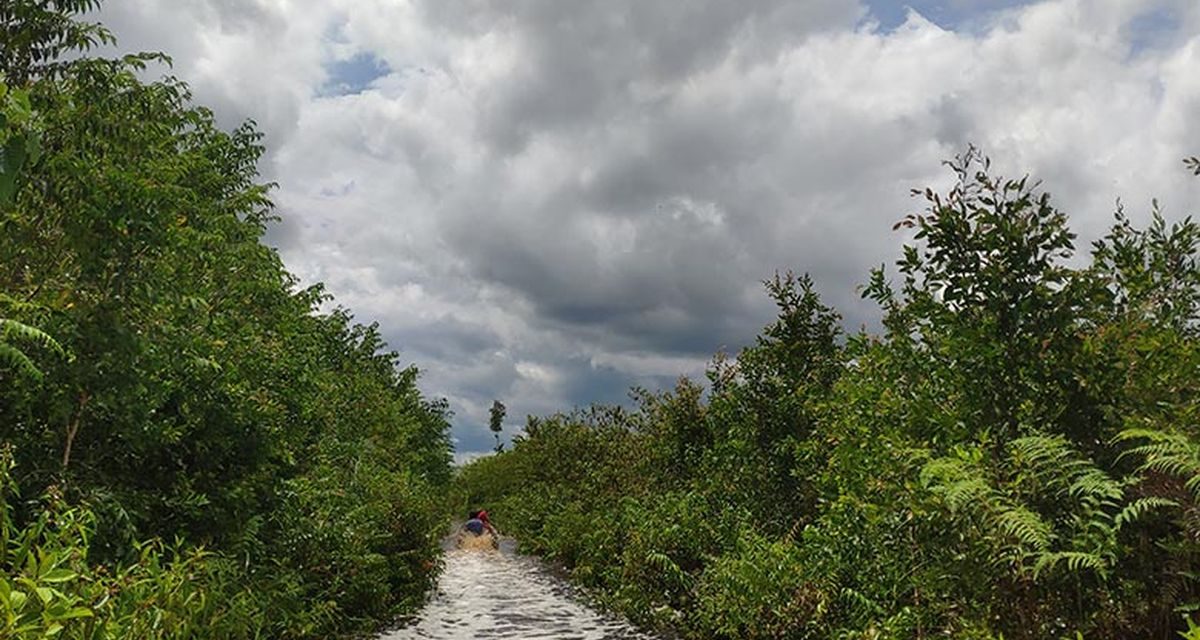 Hutan Kalimantan Dan Sumatra Yang Semakin Terancam