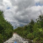 Hutan Kalimantan Dan Sumatra Yang Semakin Terancam