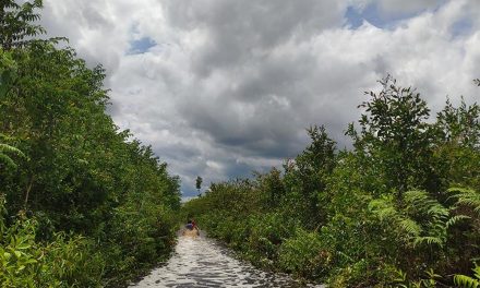 Hutan Kalimantan Dan Sumatra Yang Semakin Terancam