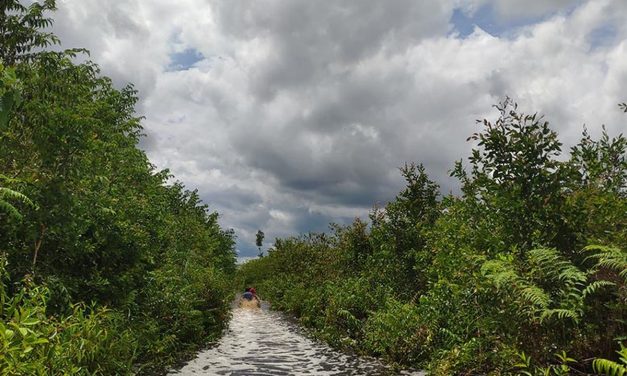 Hutan Kalimantan Dan Sumatra Yang Semakin Terancam