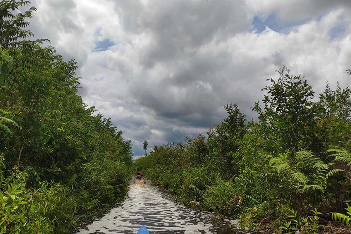 Hutan Kalimantan Dan Sumatra Yang Semakin Terancam