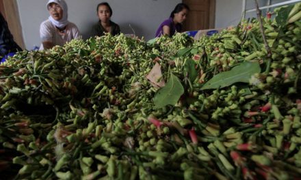 Potensi Ekonomi Cengkeh Di Indonesia Jadi Komoditas Unggulan