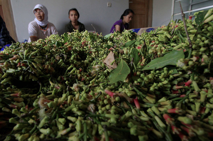 Potensi Ekonomi Cengkeh Di Indonesia Jadi Komoditas Unggulan