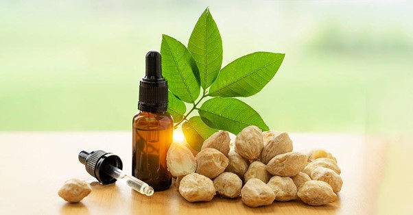 Potensi Kemiri Jadi Komoditas Unggulan Dalam Industri Herbal