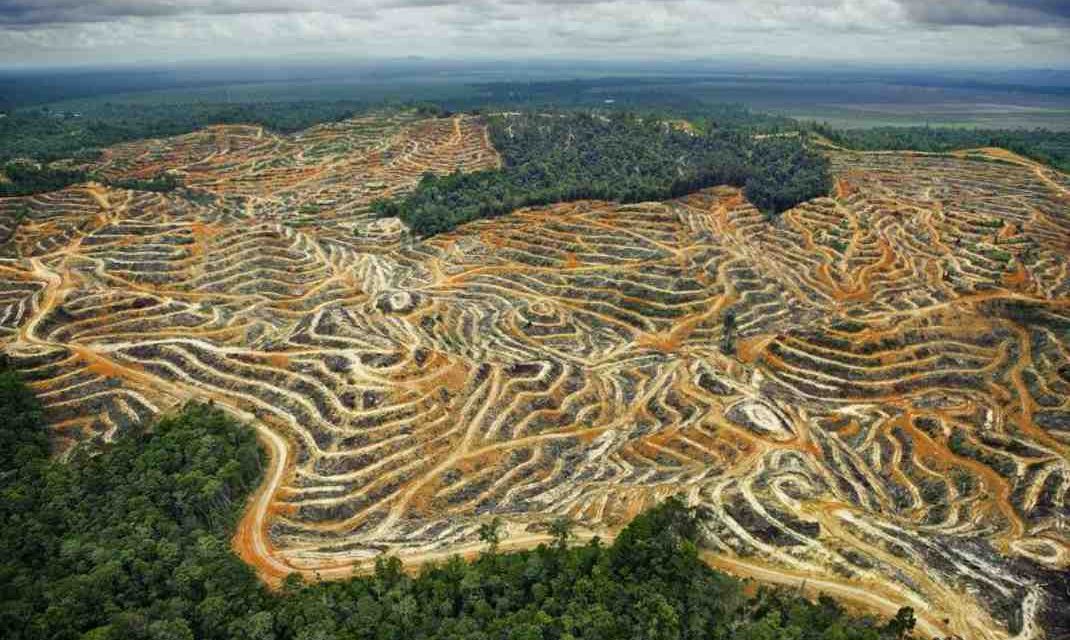 Dampak Deforestasi Terhadap Kehidupan Satwa Di Hutan
