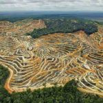 Dampak Deforestasi Terhadap Kehidupan Satwa Di Hutan