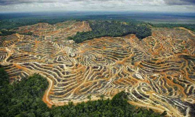 Dampak Deforestasi Terhadap Kehidupan Satwa Di Hutan