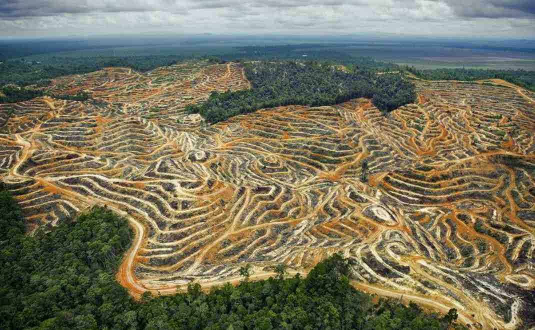 Dampak Deforestasi Terhadap Kehidupan Satwa Di Hutan
