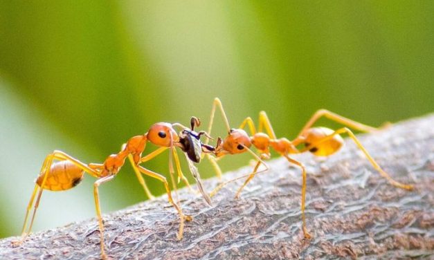 Fakta Menarik Tentang Semut Yang Jarang Diketahui