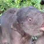 Kelahiran Gajah Sumatra Di Tesso Nilo Kabar Gembira Konservasi