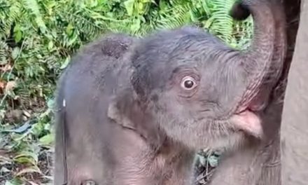 Kelahiran Gajah Sumatra Di Tesso Nilo Kabar Gembira Konservasi