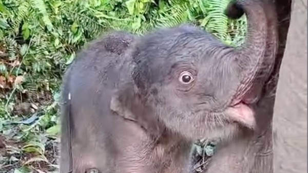 Kelahiran Gajah Sumatra Di Tesso Nilo Kabar Gembira Konservasi