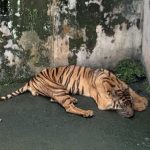 Hewan Tersiksa Di Kebun Binatang, Upaya Perlindungannya