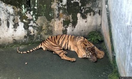 Hewan Tersiksa Di Kebun Binatang, Upaya Perlindungannya