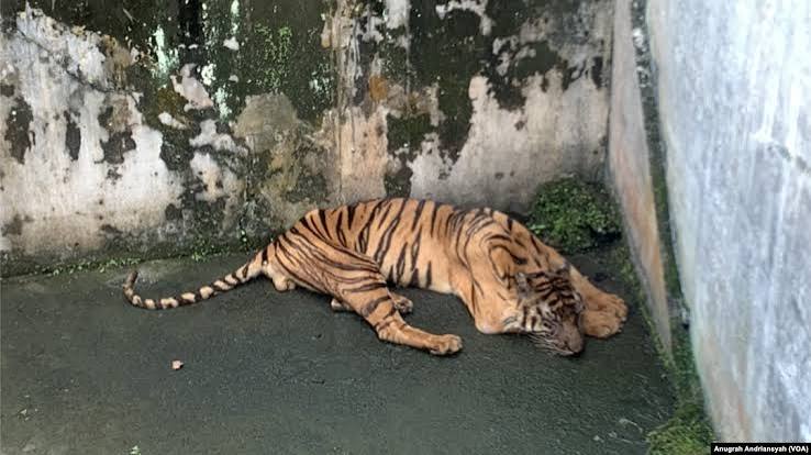 Hewan Tersiksa Di Kebun Binatang, Upaya Perlindungannya