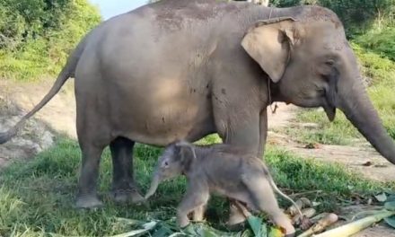 Gajah Seroja Di Taman Nasional TN: Kisah Dan Upaya Konservasi