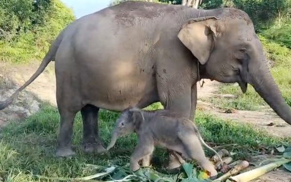 Gajah Seroja Di Taman Nasional TN: Kisah Dan Upaya Konservasi