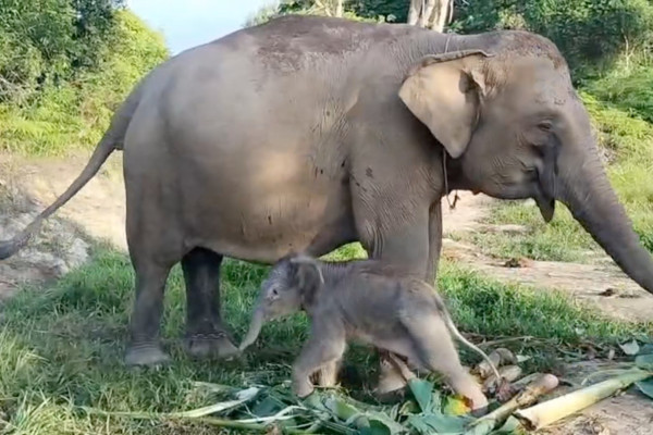 Gajah Seroja Di Taman Nasional TN: Kisah Dan Upaya Konservasi