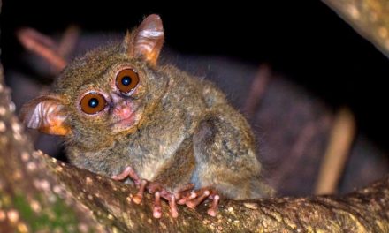 Hewan Endemik Indonesia: Mengenal Satwa Yang Memiliki Habitat