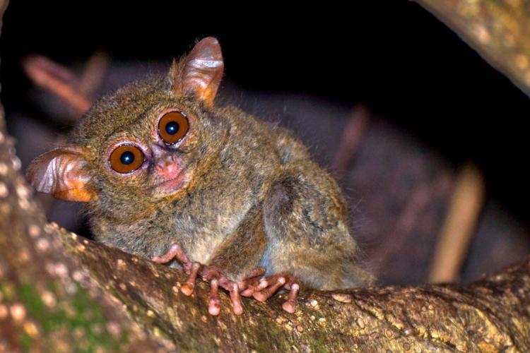 Hewan Endemik Indonesia: Mengenal Satwa Yang Memiliki Habitat