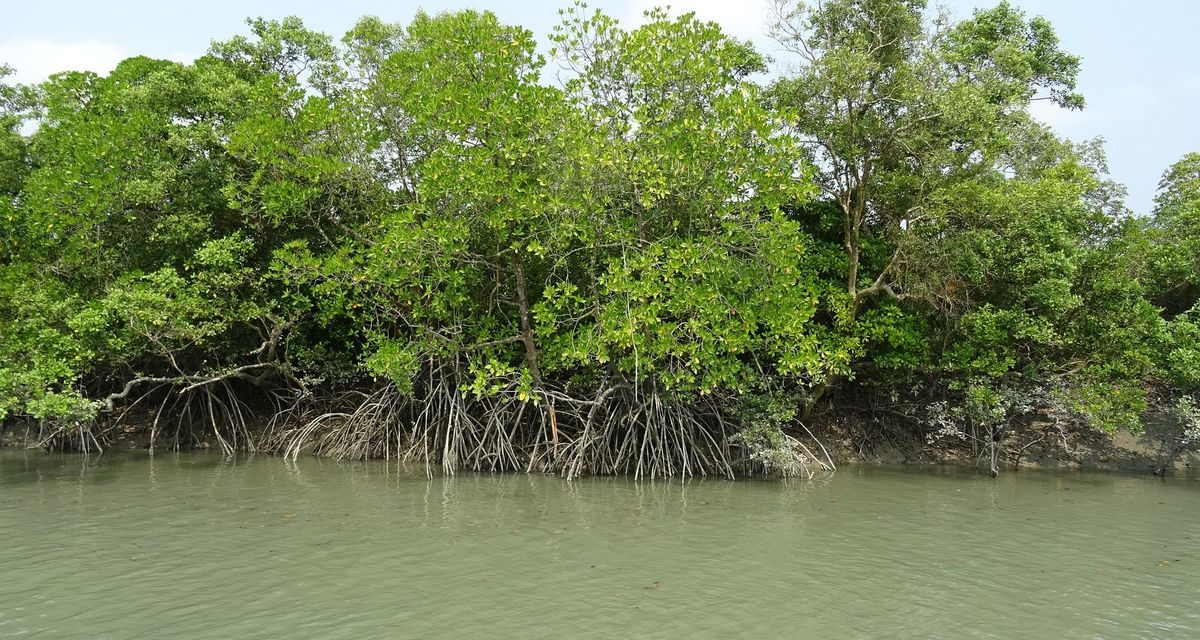 Menjaga Pesisir Dari Ancaman Abrasi: Konservasi Hutan Mangrove