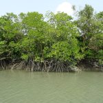Menjaga Pesisir Dari Ancaman Abrasi: Konservasi Hutan Mangrove