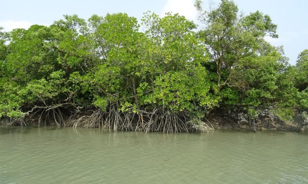 Menjaga Pesisir Dari Ancaman Abrasi: Konservasi Hutan Mangrove