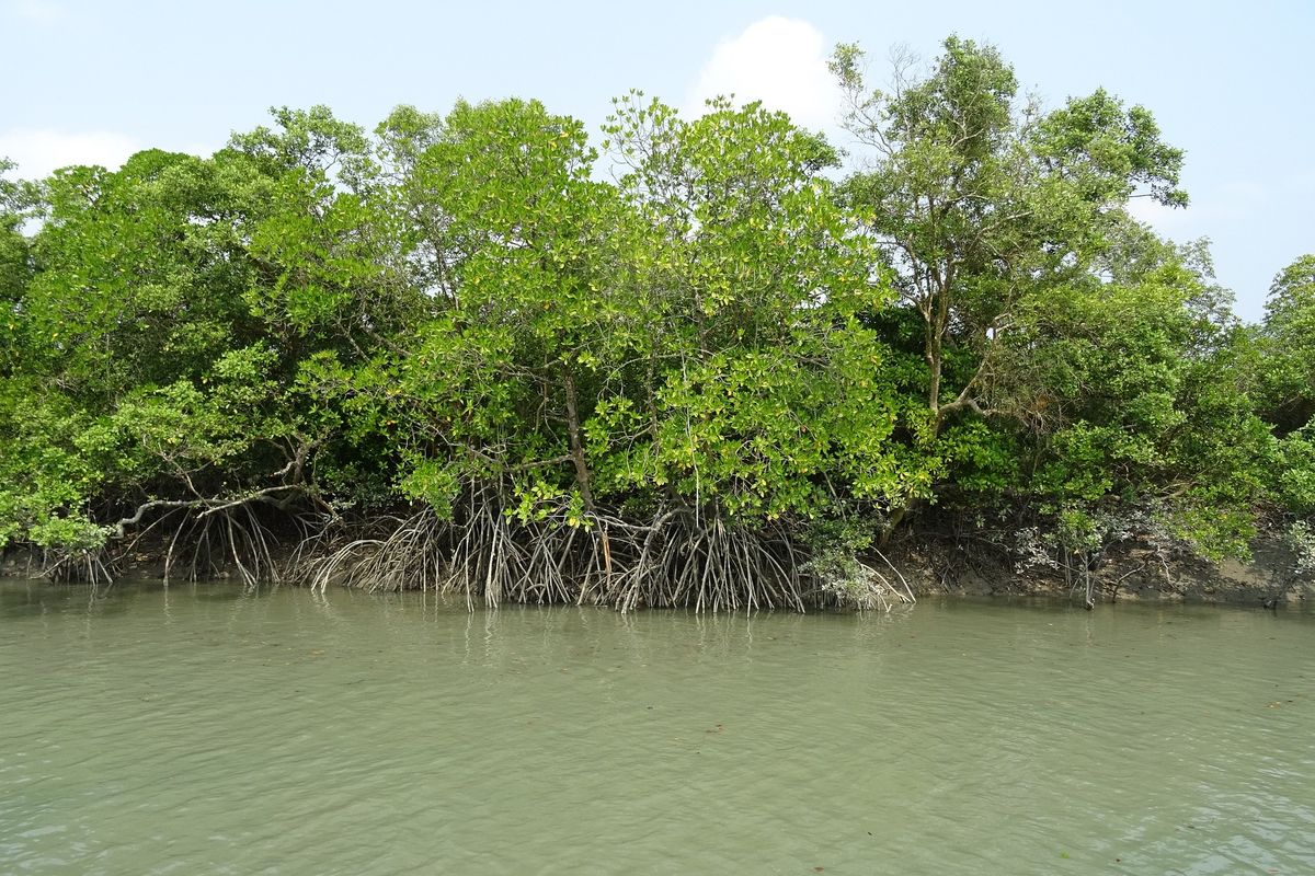 Menjaga Pesisir Dari Ancaman Abrasi: Konservasi Hutan Mangrove